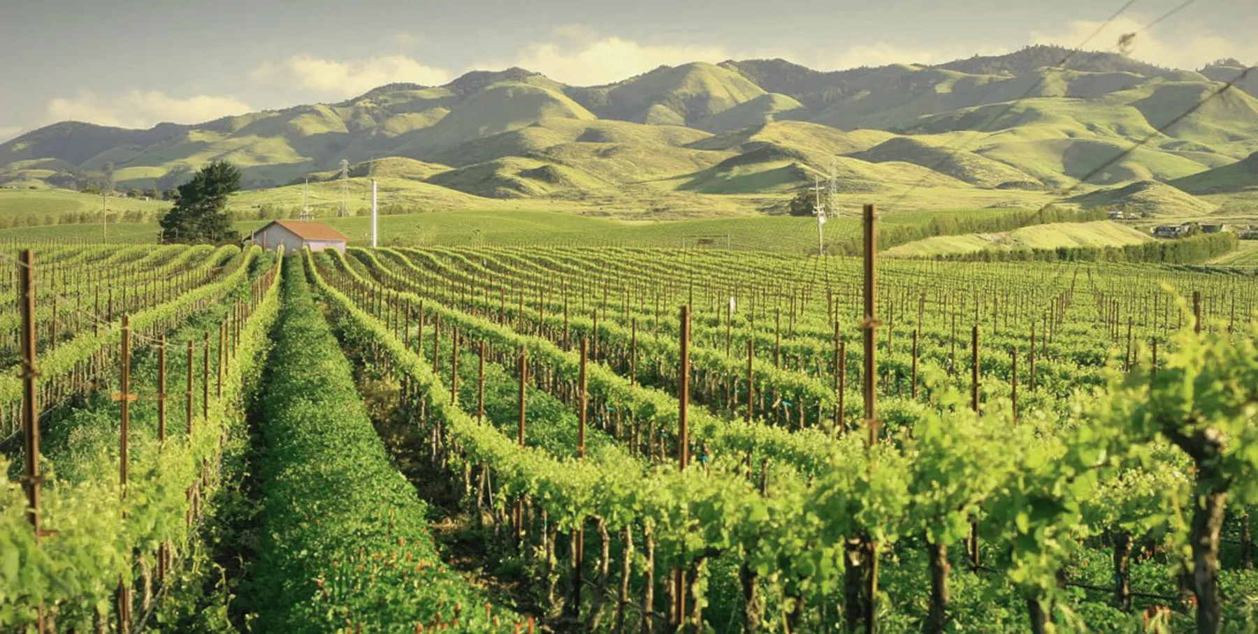 Winemaking In Thrace