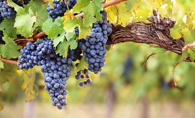Carrying On The Tradition Of Winemaking In Thrace