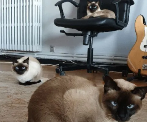 Gofret, Rüstem & Osman